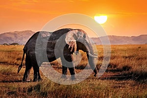 Wild elephant in the African savanna against the background of a beautiful orange sunset.