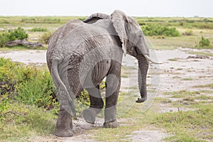 Wild elephant in Amboseli National Park, Kenya.