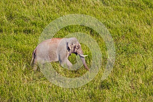 Wild elephant (Asian elephant)