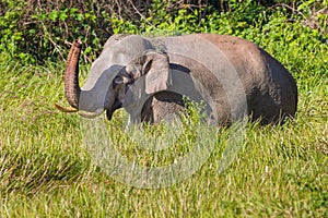 Wild elephant (Asian elephant)