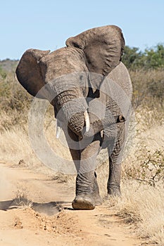 A wild elephant attacking a safari