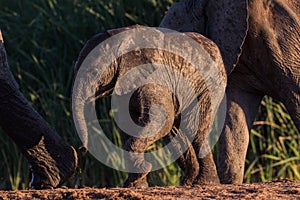 Wild elephant baby taking a step