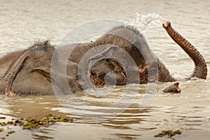 Wild elephant bathing