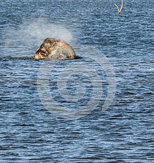 Wild elephant bathing in blue water at kaudulla tank , polonnaruwa  sri lanka