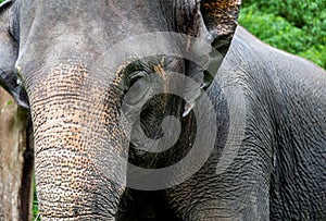 Wild elephant in the beautiful forest