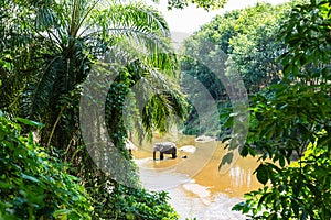Wild elephant in the beautiful jungle in Thailand