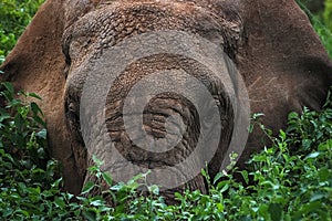 Wild elephant in the bush. Africa. Lake Manyara National Park. photo