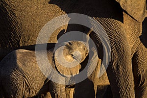 Wild elephant calf being nursed