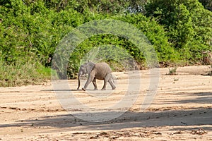 Wild elephant come to drink in Africa in national Kruger Park in UAR