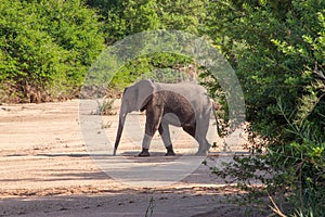 Wild elephant come to drink in Africa in national Kruger Park in UAR