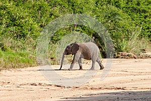 Wild elephant come to drink in Africa in national Kruger Park in UAR