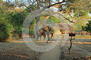 Wild elephant crossing zambia