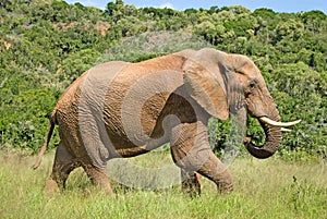 Wild elephant eating grass
