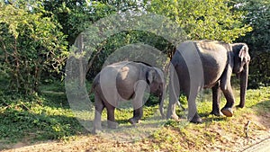 Wild elephant eating grass at the Yala National Park, Sri Lanka. evening time