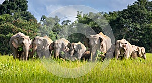 Wild elephant family in green grass field of tropical rainforest