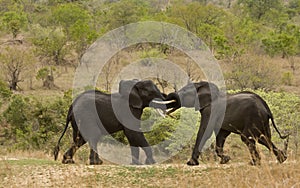 Wild elephant fighting and playing, african savannah, Kruger, South Africa