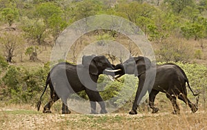 Wild elephant fighting and playing, african savannah, Kruger, South Africa photo