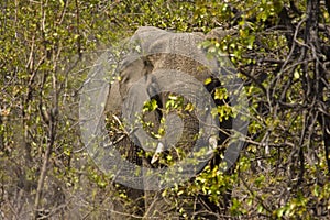 Wild elephant hiding in the bush, Kruger national park, SOUTH AFRICA