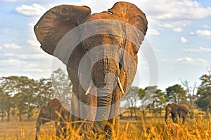 Wild elephant, Kenya National Park, Taita Hils