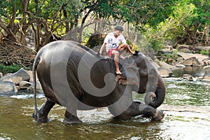 Wild elephant bathing in Laos.