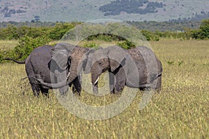 Wild elephant in Maasai Mara National Reserve, Kenya.
