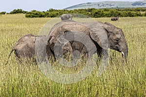 Wild elephant in Maasai Mara National Reserve, Kenya.