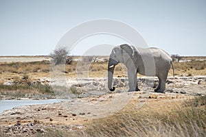 Wild elephant near waterhole
