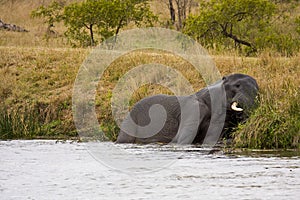 Wild elephant playing in the riverbank , Kruger National park, South Africa