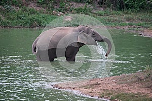 Wild Elephant in pond