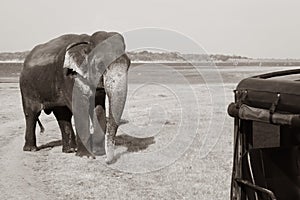 Wild elephant in safari