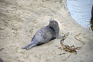 Wild elephant seal