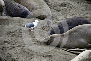 Wild elephant seal