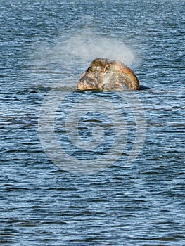 Wild Elephant splashing water from trunk while bathing in blue water at Kaudulla tank Sri Lanka