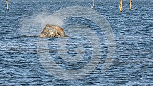 Wild Elephant splashing water from trunk while bathing in blue water at Kaudulla tank Sri Lanka