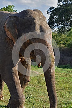 Wild elephant sri lanka