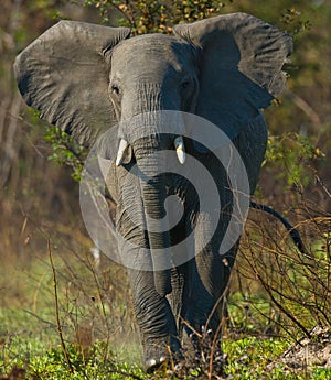Wild elephant is standing in the bush. Zambia. South Luangwa National Park.