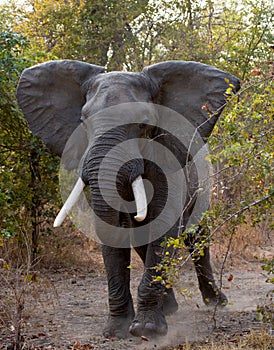 Wild elephant is standing in the bush. Zambia. South Luangwa National Park.