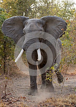 Wild elephant is standing in the bush. Zambia. South Luangwa National Park.