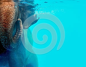 Wild elephant swimming in the water