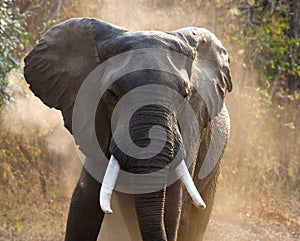 Wild Elephant throws the dust. Zambia. South Luangwa National Park.