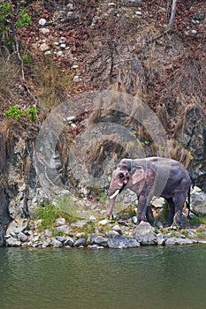 Wild Elephant tusker on the bank of river in the forest photo