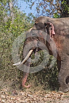 Wild Elephant tusker in the forest of India