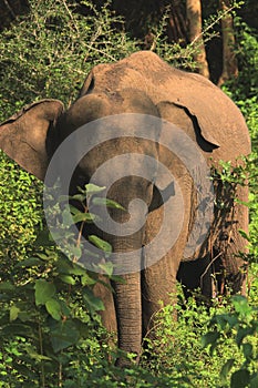 Wild Elephant under Shade with Nature Place
