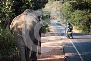 Wild elephant walking along main road