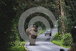 wild elephant walking on mountain road of khao yai national park khaoyai is one of most important natural sanctuary in south east