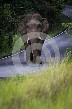 wild elephant walking on mountain road at khao yai nationla park thailand