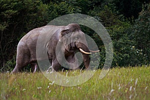 wild elephant walking through open field at khao yai national park thailand