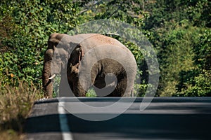 Wild elephant walking on a road