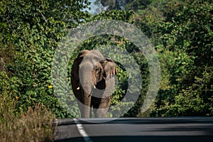 Wild elephant walking on a road