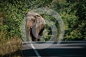 Wild elephant walking on a road